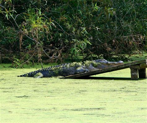 Free Images Swamp Wildlife Sleeping Reptile Fauna Alligator