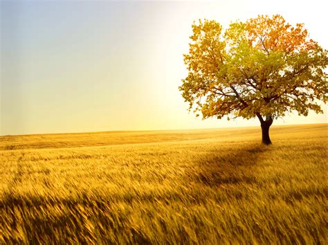 Yellow Tree In Yellow Field Hd Nature 4k Wallpapers Images