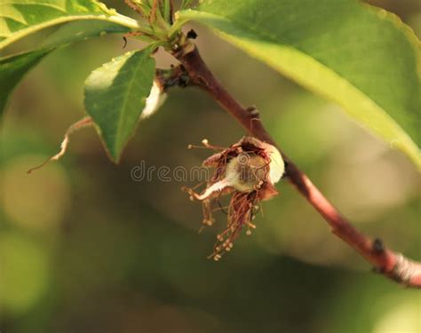 Young Peach Trees Stock Image Image Of Growing Grove 14293521