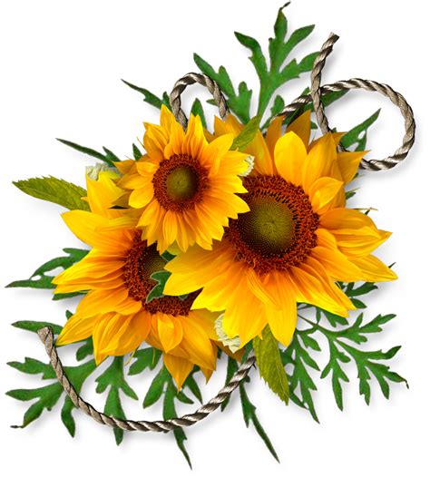 Cheyokota Digital Scraps Sunflower Pictures Sunflower Art Sunflower