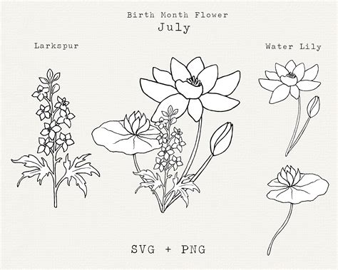 Water Lily Svg July Birth Flower Svg Birth Month Flow