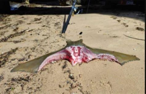 images show half eaten stingray pulled from swan river after suspected shark bite perthnow