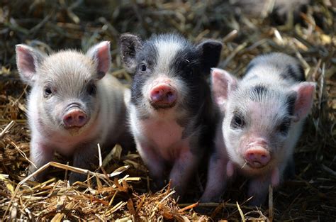Baby Pigs Wallpapers Wallpaper Cave