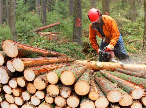 Residential Logging Tacoma Logging Companies Tacoma Logging Company