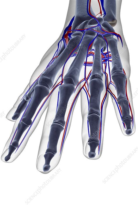 The Blood Supply Of The Hand Stock Image F0016121 Science Photo
