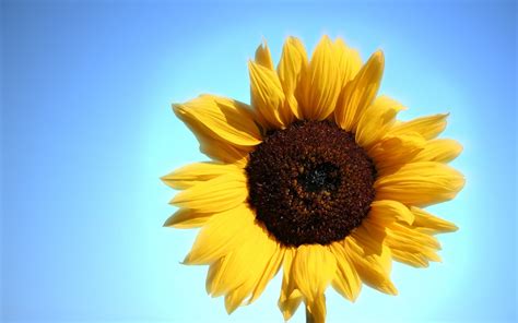 Sunflower High Resolution Wallpapers Widescreen Desktop Pictures
