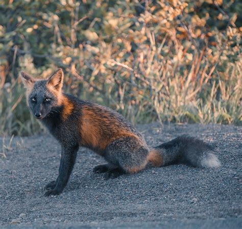 Check Out This Outstanding Photographs Of Cross Fox Aka Melanistic Fox