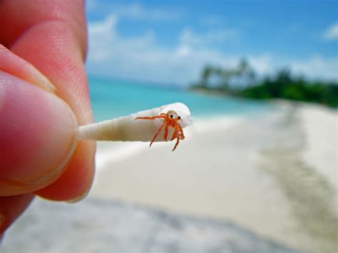 Picture Of The Day A Tiny Hermit Crab Close Up Twistedsifter