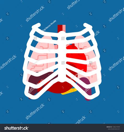 Rib Cage Internal Organs Human Anatomy Stock Vector Royalty Free 1236219739