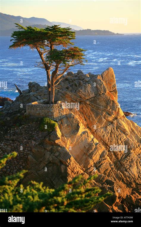 The Lone Cypress Along The 17 Mile Drive Is A Popular Tour Through