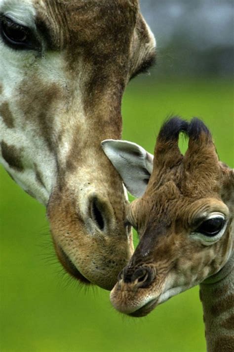 1000 Images About Giraffes Tall Tall And Taller On Pinterest