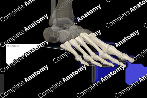 Fifth Metatarsal Bone Complete Anatomy