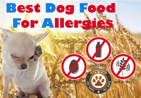 Best Dog Food For Allergies The Guide To Finding The Non Allergenic