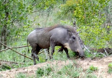 Warthog Kruger National Park South Africa Olympus Digita Flickr