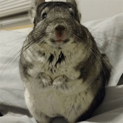 Find over 100+ of the best free profile images. These Chinchilla's Facial Expressions Are Too Funny For ...