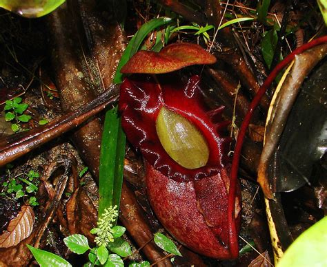 Captivating Facts About Nepenthes Rajah Biggest Carnivorous Plant
