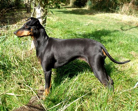manchester terrier standard breed guide learn   manchester terrier standard