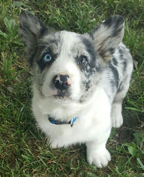 While the cardigan welsh corgi and the pembroke welsh corgi appear similar, they are in fact two distinct breeds that developed separately centuries these puppies are not purebred, are not eligible to be registered in the akc stud book and cannot compete in akc conformation or herding events. Blue merle Cardigan Welsh Corgi … | Pinteres…