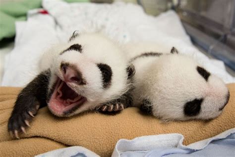 How Adorable Are These Two Zoo Atlantas Second Set Of Panda Twins Was