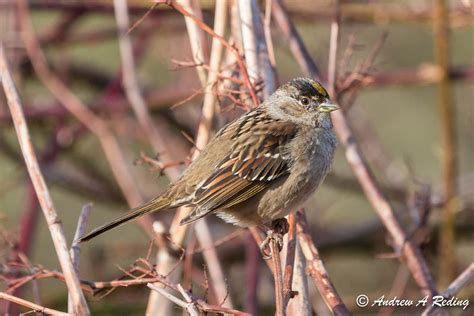 Golden Crowned Sparrow Audubon Field Guide