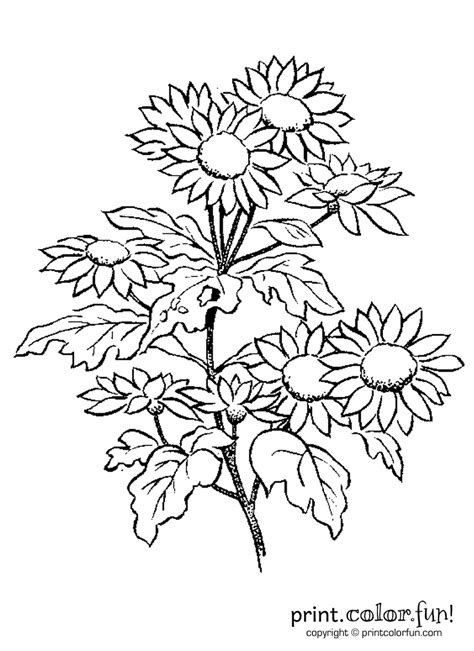 Flowers surround us with beauty and color our lives. Daisy flowers coloring page - Print. Color. Fun!