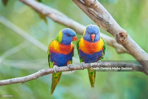 Rainbow Lorikeets Sitting In A Tree Pebbly Beach Victoria High Res