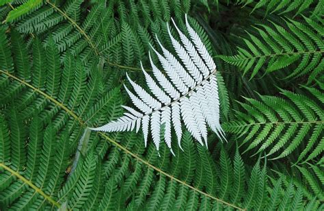 Blog The Emotional Benefits Of Silver Fern First Light Natural Health