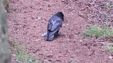 Three damp large crows squirrel carcass beaks yank carrion. Crow Attacks Squirrel and Beheads It | Squirrel, Crow, Animals