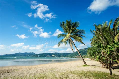 Coconut Palm Tree On The Beach With Sun Patong Beach Phuket Island