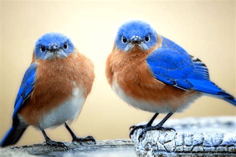 25 Amazing Pictures Of Bluebirds American Bird Conservancy