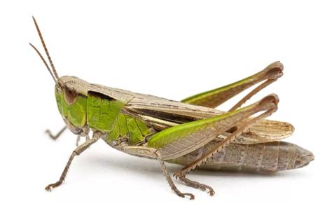 7 Different Types Of Crickets In 2021 Insect Photos Insects Cricket