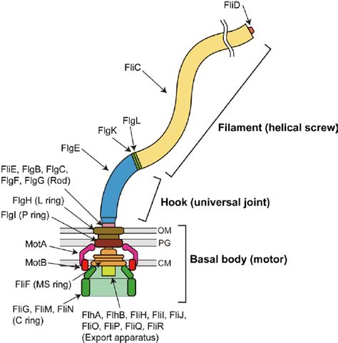 Check spelling or type a new query. Schematic diagram of the bacterial flagellum. The ...