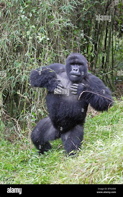 Mountain Gorilla Beating Its Chest Stock Photo Alamy
