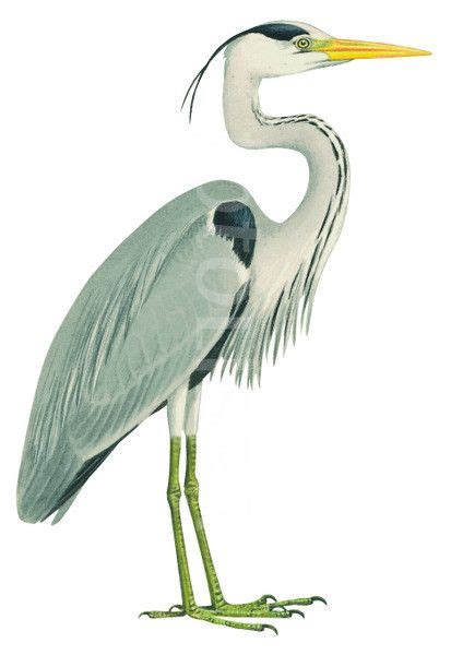 Blue Heron Pictures Clipart 10 Free Cliparts Download Images On