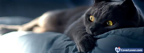 Download Beautiful Black Cat Facebook Covers Fbcoverlover Facebook