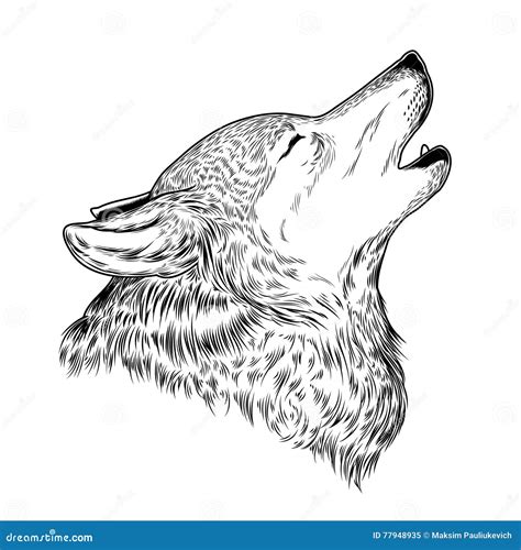 Vector Illustration Of A Howling Wolf Stock Vector Illustration Of