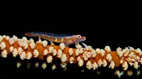 25 Coral Garden Dive The Maldives