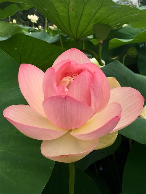 Sacred Lotus Nelumbo Nucifera At Tower Grove Park In St Louis Oc