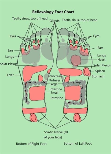 Free Reflexology Foot Chart Elegant 31 Printable Foot Reflexology