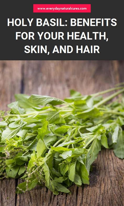 Holy Basil Benefits For Your Health Skin And Hair Holy Basil Holy