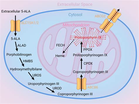 Frontiers Heme Biosynthesis Factors And 5 Ala Induced Fluorescence