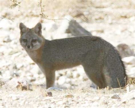 Gray Fox In The Sonoran Desert