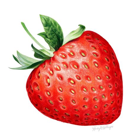 Fruit Illustration — Kendyll Hillegas Fruit Illustration Fruit