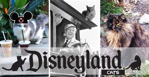Disneyland Cats The Feral Cats Who Live In The Park Inside The Magic