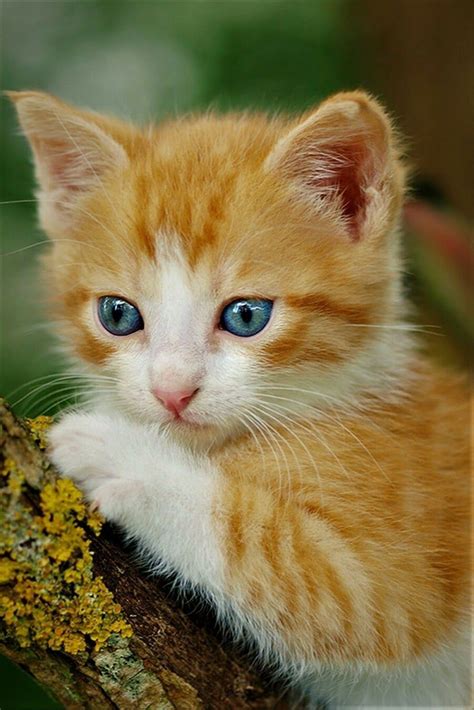 Orange Tabby Cat Breed Cats Ghy
