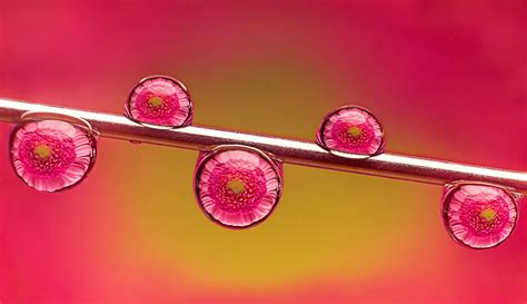 Wallpaper Water Red Pink Dew Refraction Color Flower Drop