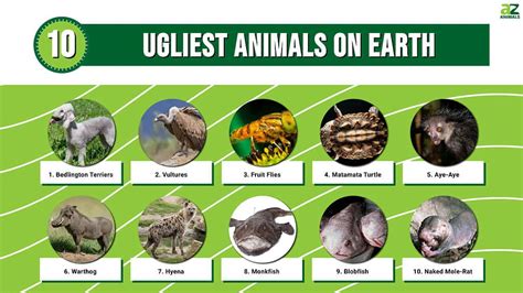 This Article Discusses The Top 10 Ugliest Animals In The World