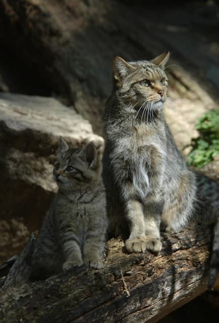 ✓ usage commercial gratis ✓ images haute qualité. chat sauvage - LAROUSSE