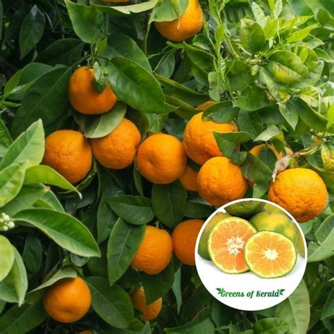 Buy Orange Nagpur Layer Live Fruit Plant Greens Of Kerala