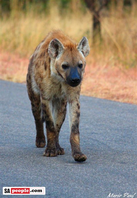 Hyena Attacks Sleeping Teenager In Tent At Kruger Park Sapeople